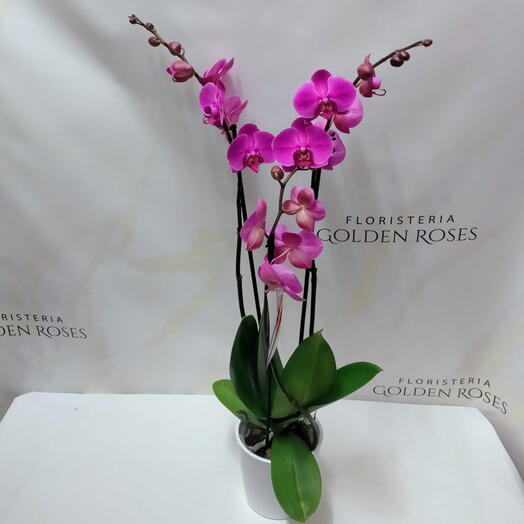 Orquidea Rosa