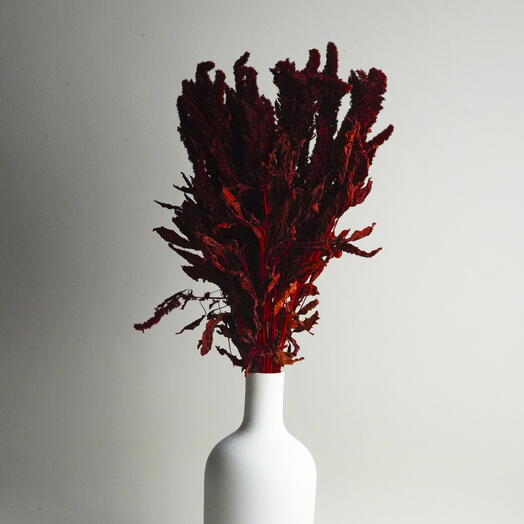 Amaranthus Preservada