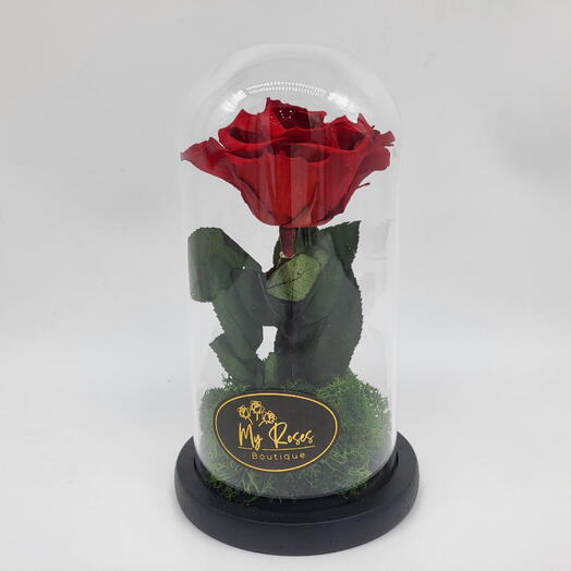 Single Red forever rose medium