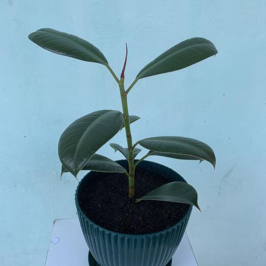 Комнатное растение фикус каучуконосный