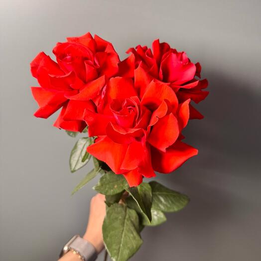 3 французских розы сорта «Нина»🌹