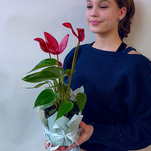 Ева Кос 