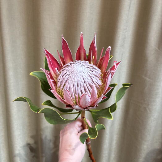 Estetic Flowers