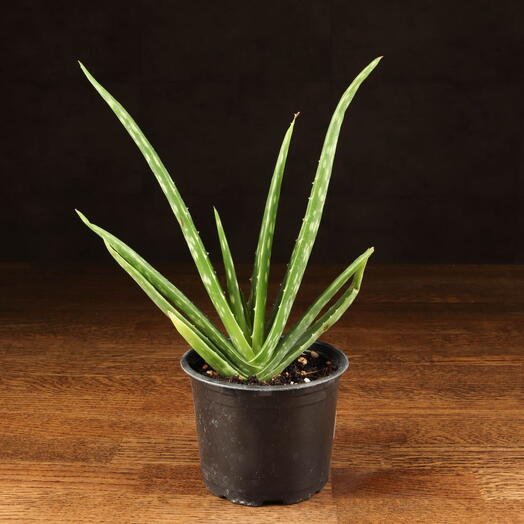 LuxuryPlants