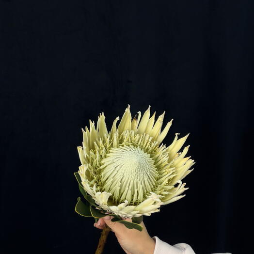 flora Vayb