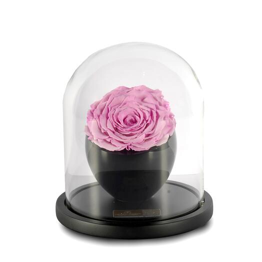 Cherry Bloosoms Preserved Roses in crystal vase Single