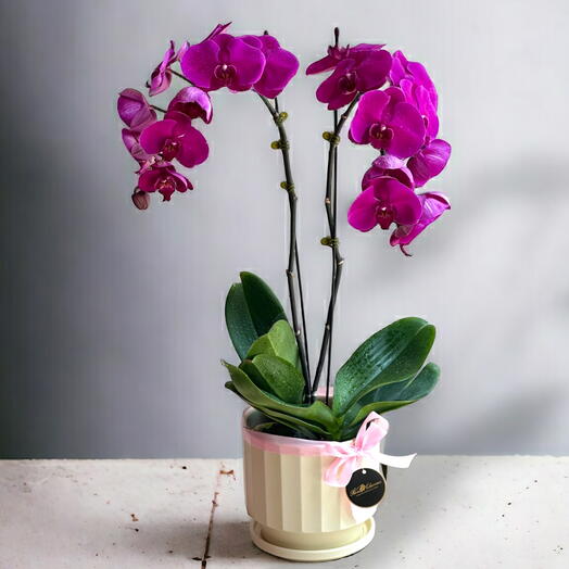 2 Stem Pink Phalaenopsis Orchid Plant