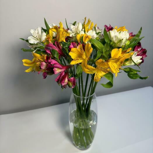 Alstroemeria mix