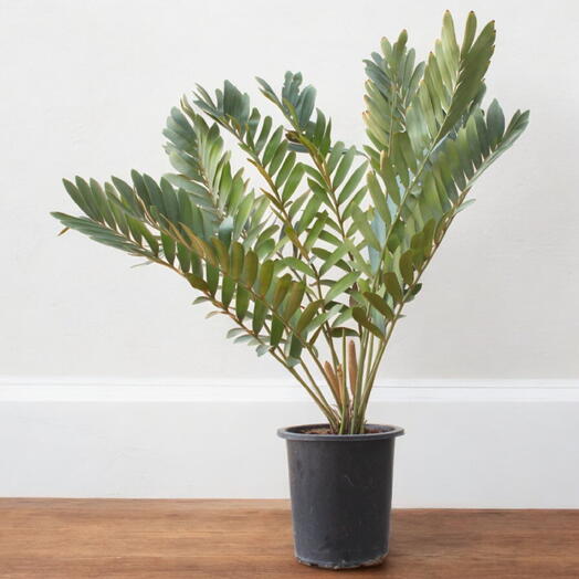 Zamia furfuracea – Cardboard Palm