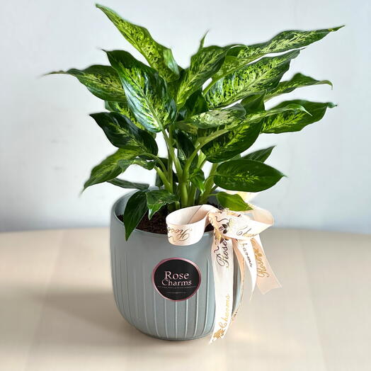 Dieffenbachia Compacta