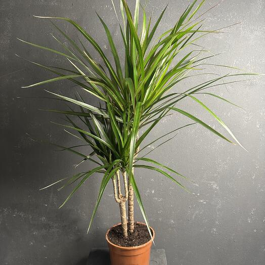 Dracena Marginata Magenta