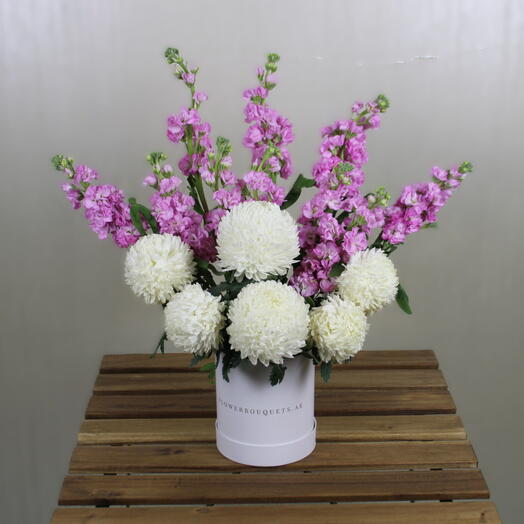 Matthiola Pink chrysanthemum White Box