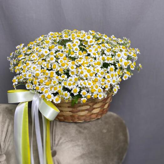Ромашки. Корзина с полевыми ромашками