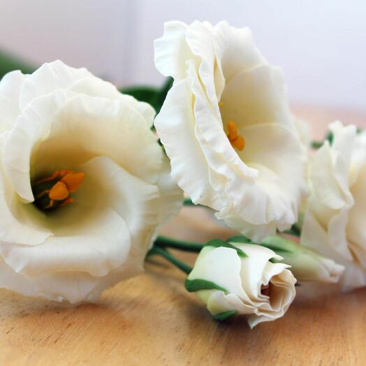 Eustoma