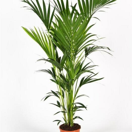 KENTIA 1.20 M