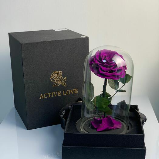 Special Purple Infinity Rose