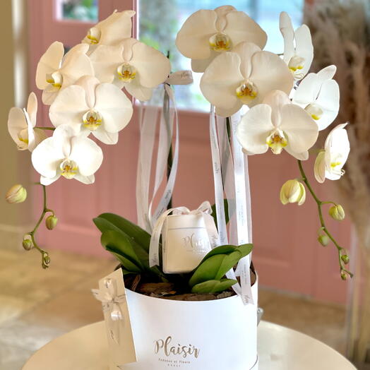 Perfect Duo Orchids