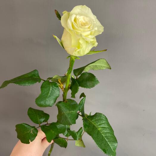 White Rose 60 cm