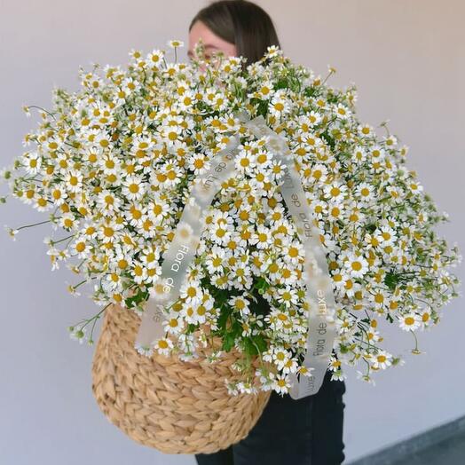 Ромашка с корзинами