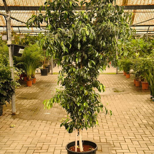 Ficus Benjamina Weeping fig