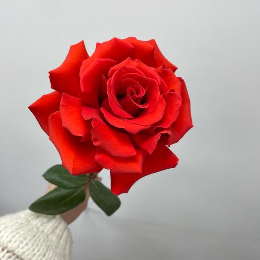 Французская Роза