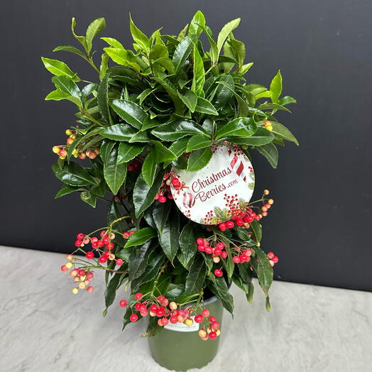 Ardisia Premium Red Indoor plant