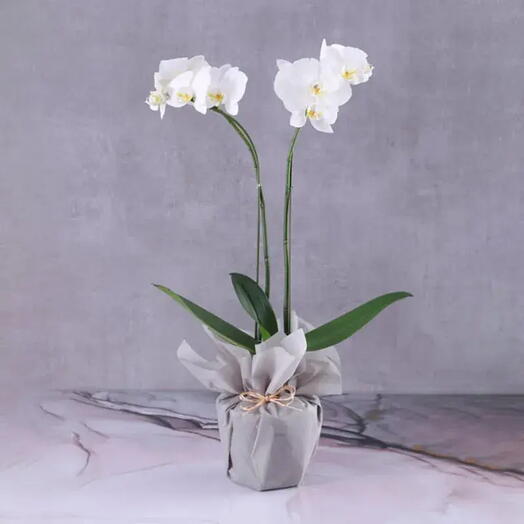 Timeless Beauty: 2 Stem White Orchid in Grey Wrap | Phalaenopsis Orchid Plant