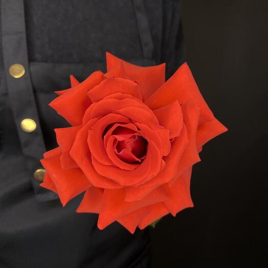 Красная французская роза