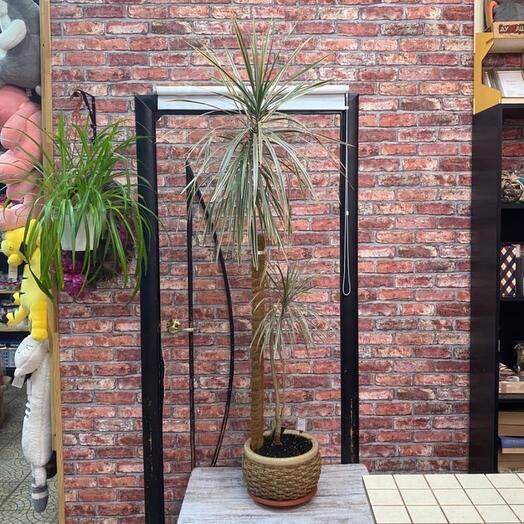Dracaena Marginata