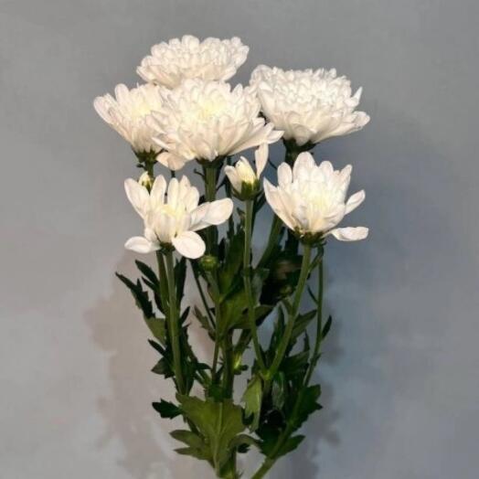 Кустовая хризантема