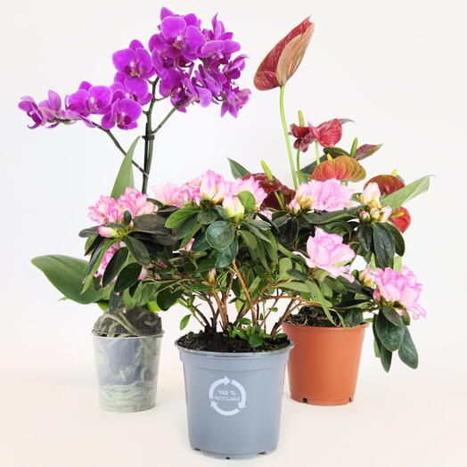 FloraManiya