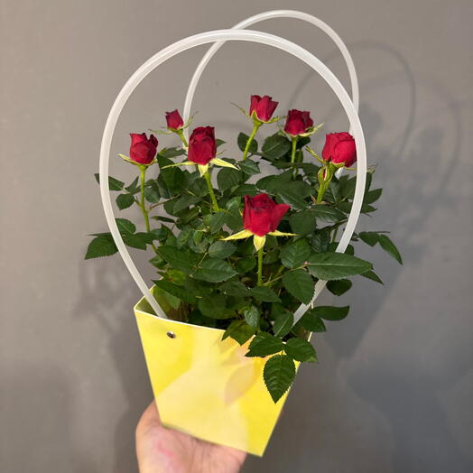 Цветы и флористика