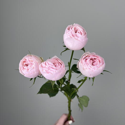 FLOflowers x Zyuzino