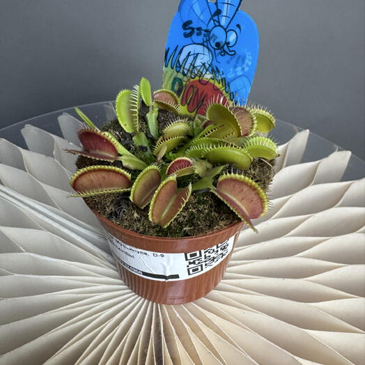 MisunFlora