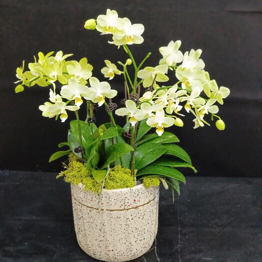 Off white Mini orchid plants post