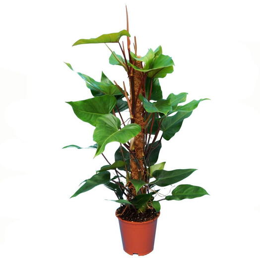 Philodendron Plant – Red Emerald