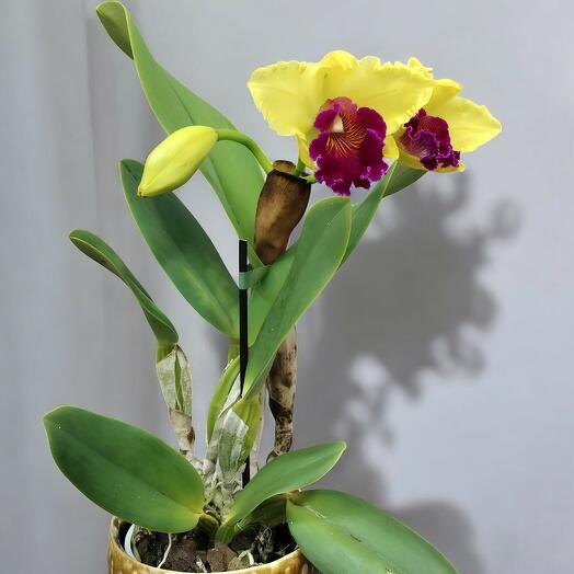 Orquidea Cattleya Columbiana