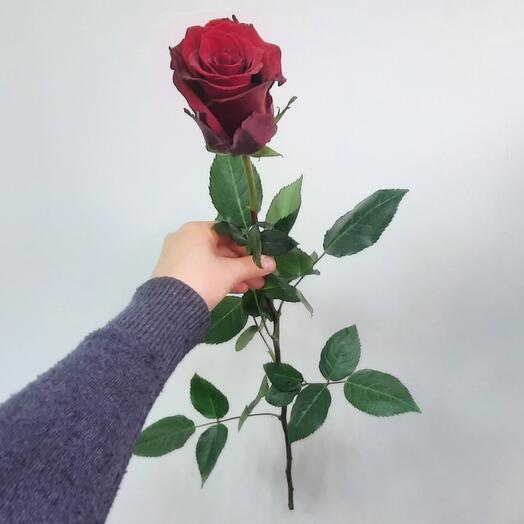 Paradflowers