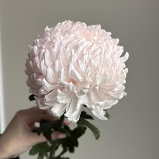 The Flowers 21