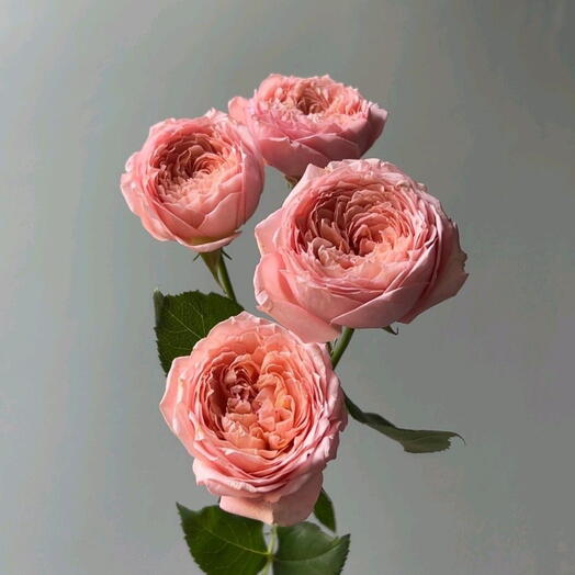 Premium Flowers