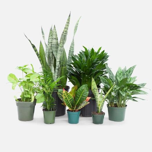 Beautiful Set Of 7 Indoor Plants