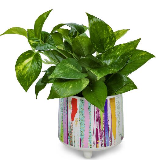 Green Money Plant-designer ceramic pot