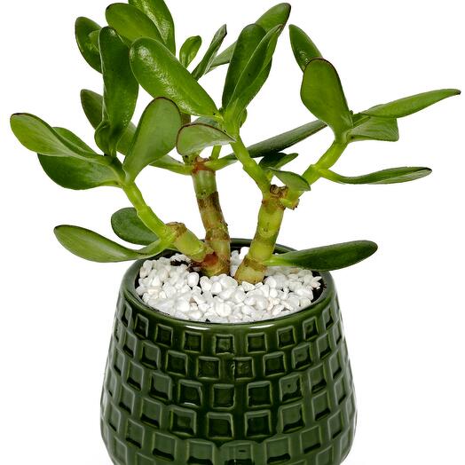 Jade plant - designer ceramic pot