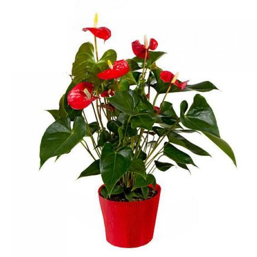 Red Christmas Anthurium