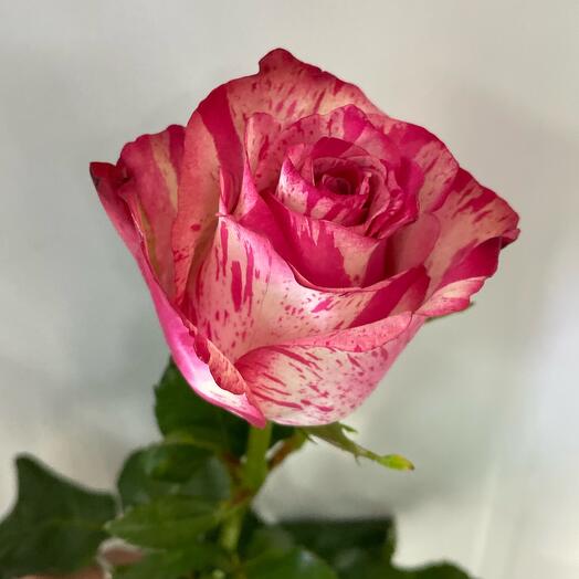 Роза сорта  Magic Times 50 см