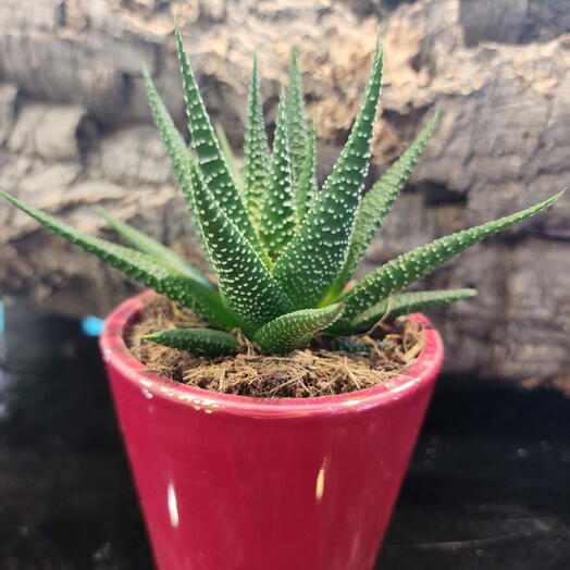 Haworthia