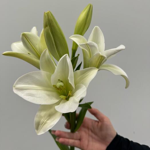 ARMFLOWERS