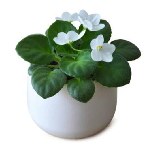 Saintpaulia Ionantha – African violet- Plastic Pot