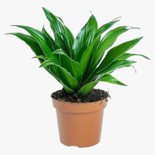 Dracaena Fragrans – Compacta – 2pp