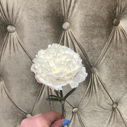 White carnation